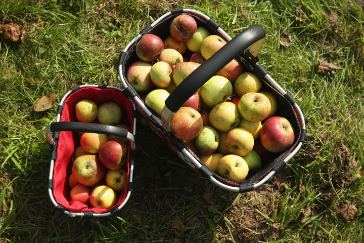 What to cook this week: recipes with broccoli and apples