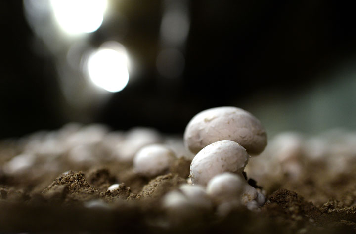 A 52-year-old woman needed a liver transplant after she turned up in hospital from eating wild mushrooms she found in a Toronto park. In a study documenting her case, doctors are now warning Canadians to be wary of eating wild mushrooms they’ve foraged for – they could be poisonous and mistaken for edible varieties.