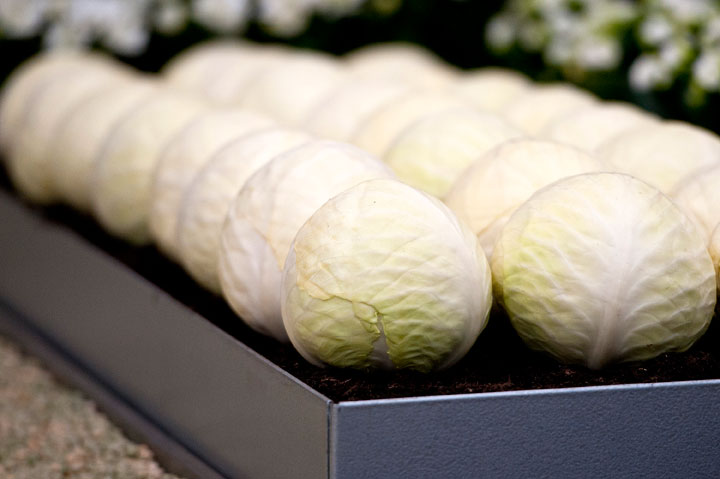 cabbage
