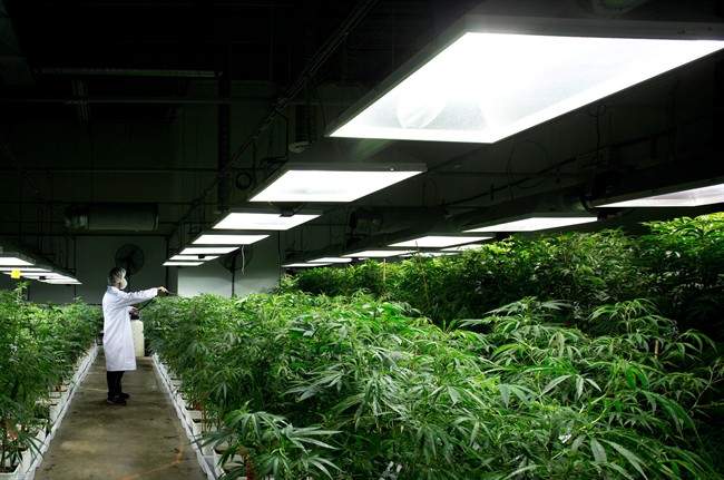 The Arthritis Society calls for more medical cannabis research so those living with arthritis can access a variety of treatments for their pain.