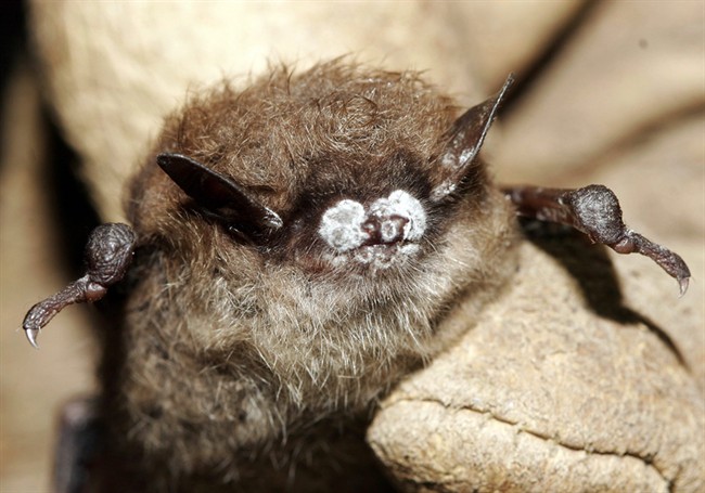 A little brown bat with fungus on its nose.