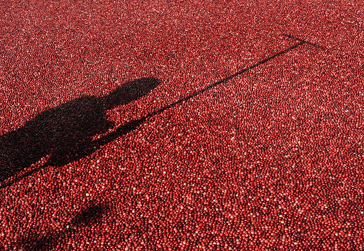 cranberries
