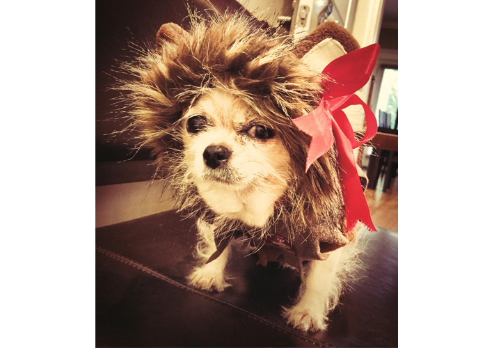 Sumo dressed as the Cowardly Lion.
