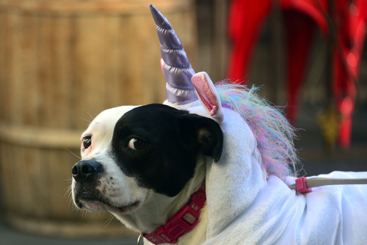 Halloween costumes for dogs