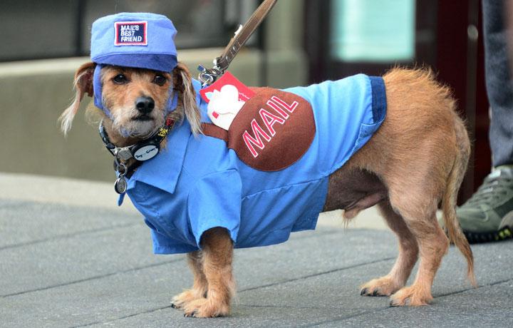 Halloween costumes for dogs