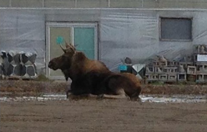 Moose Brandon Manitoba