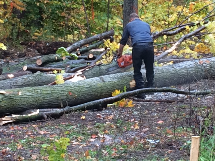 Residents watch as trees are knocked down.