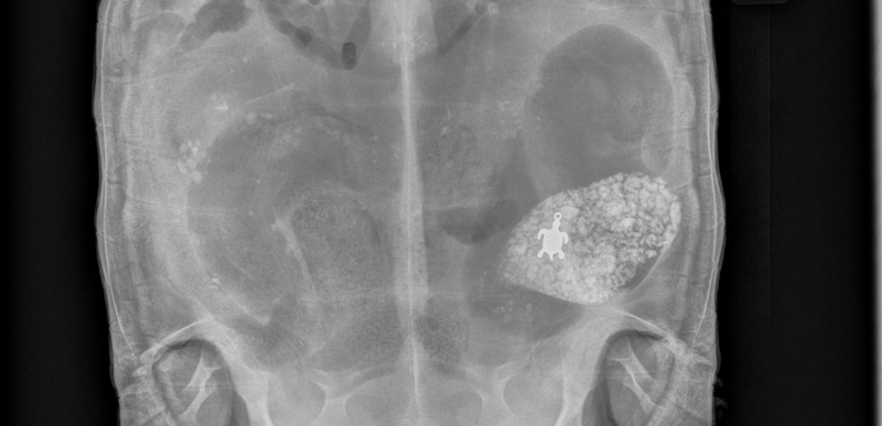 This Monday, Oct. 27, 2014 photo provided by Dr. Don Harris of the Avian & Exotic Animal Medical Center in Miami shows an X-ray of a 15-pound male African spurred tortoise named Lola who had swallowed a turtle pendant. 