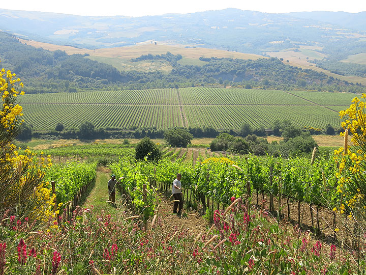 This June 11, 2014 photo shows neatly plowed fields and workers tending crops on a farm en route to Rocca d'Orcia, a village in Tuscany, Italy. Walking tours of Tuscany offer many scenic spots like this one.