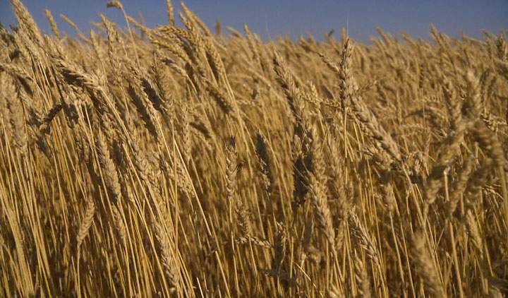 Harvest is wrapping up in Saskatchewan and farmers are coping with less than ideal grades of grain.