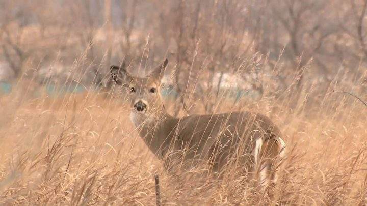 A whitetail deer is show in this file photo from Saskatchewan.