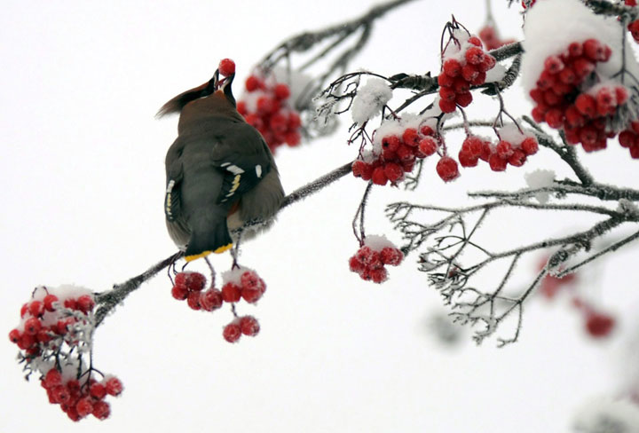 Imbibing and then flying for some birds in the Yukon is proving to be a hazardous experience. 