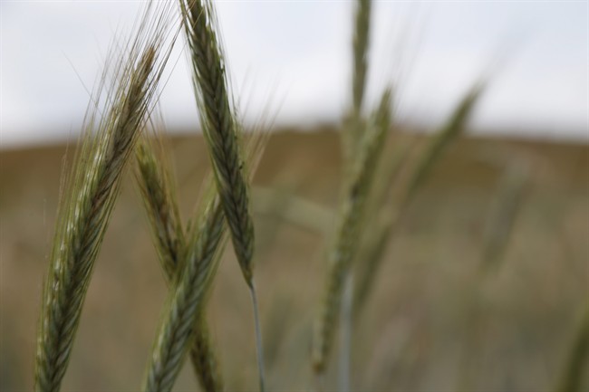 The entire prairie region is feeling the effects of above-average wind, says a Winnipeg climatologist.