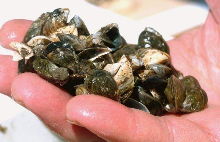 Manitoba is adopting a new strategy on the eradication of zebra mussels.