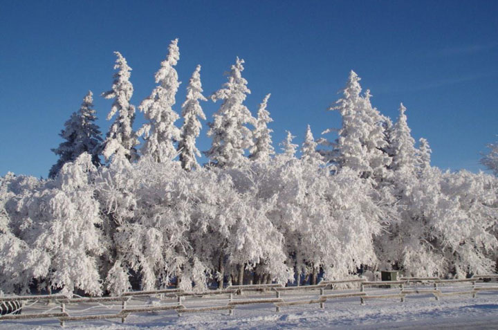 This photo was submitted by C. Gordon Rook of hoar frost near Lloydminster.