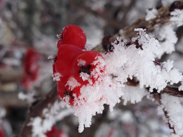 This photo was submitted by Deserée Wiebe of the frost on a tree in Saskatoon on Dec. 21, 2014.