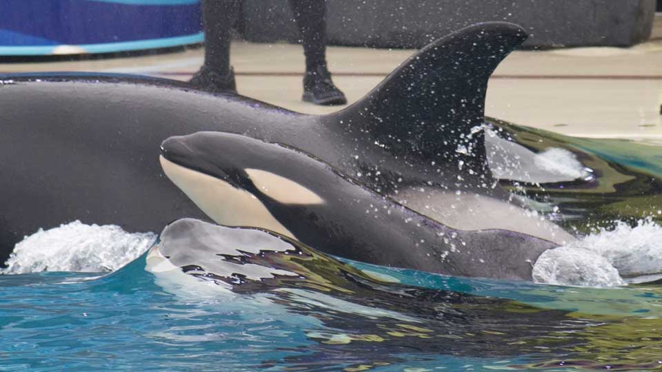 Baby killer whale born at SeaWorld