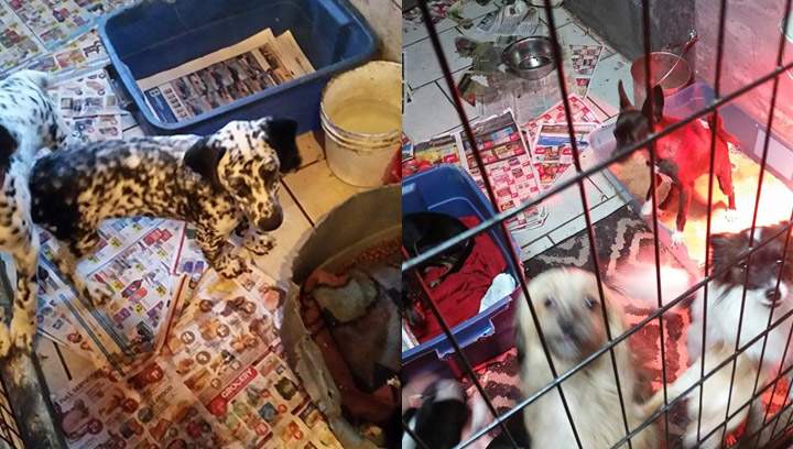 Photos posted by Jason Baert of what he calls “horrible living conditions” for dogs at Horses Deluxe near Debden, Sask.