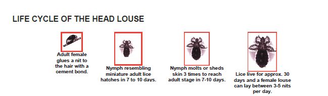 Selfies and super lice make a lousy combination - image