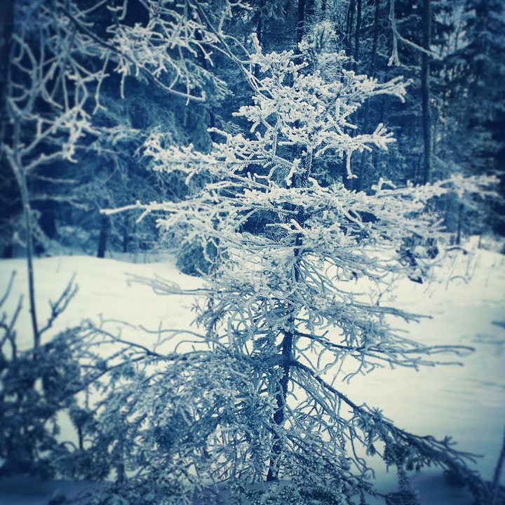 This photo of hoar frost north of Emma Lake was sent in by Melissa Schneider.