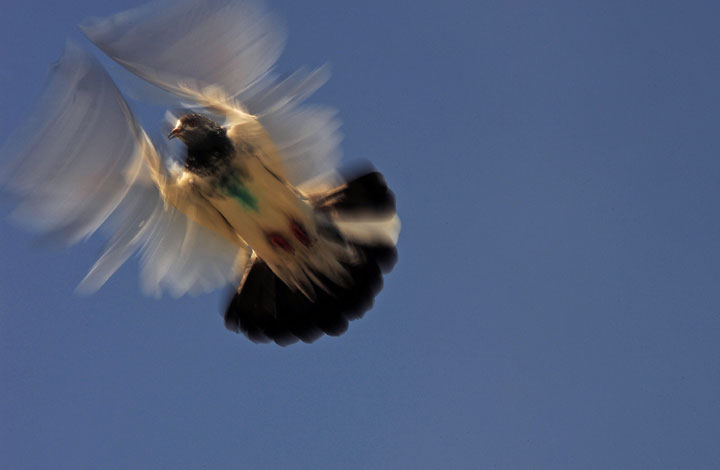 A pigeon is pictured as it flies from a coop on October 24, 2010. 