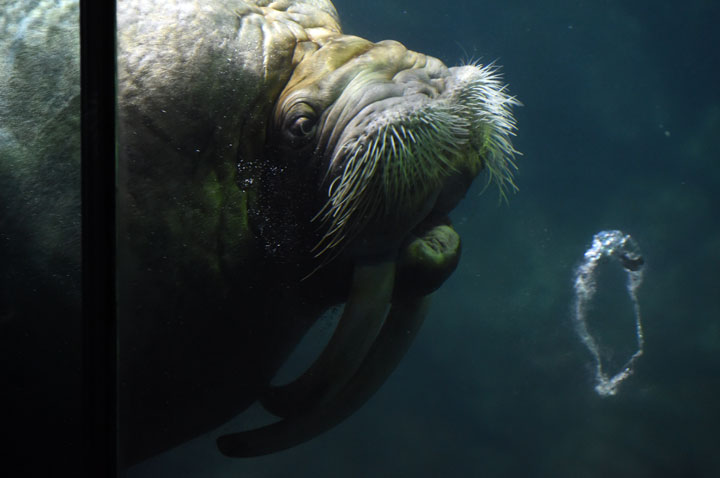A male-walrus blows a bubble ring during a performance show at the Yokohama Hakkeijima Sea Paradise aquarium in Yokohama on September 7, 2014.