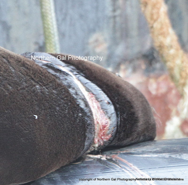 A Fanny Bay resident says an entangled sea lion is in rough shape and needs urgent rescue. 