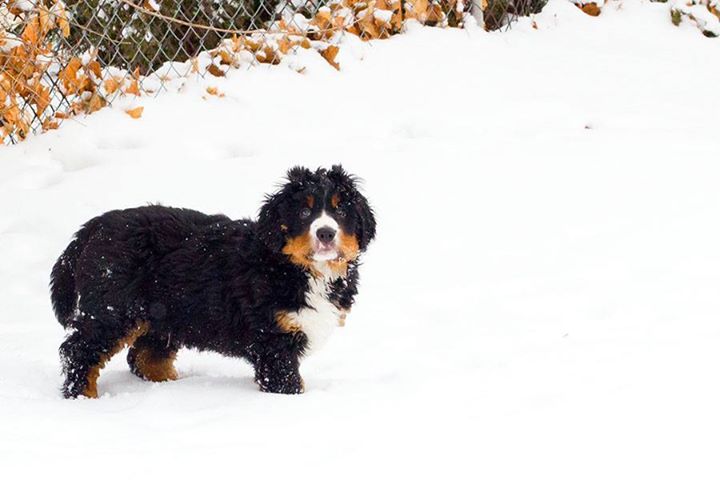 Bernese mountain dog Levon missing WestJet
