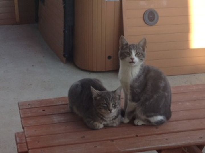 Stolen cats sylvan lake