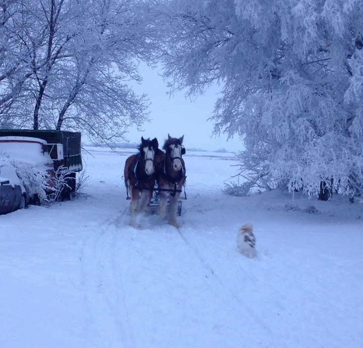 Jan. 17: This Your Saskatchewan photo was taken by Jackie Buchberger near Langenburg.
