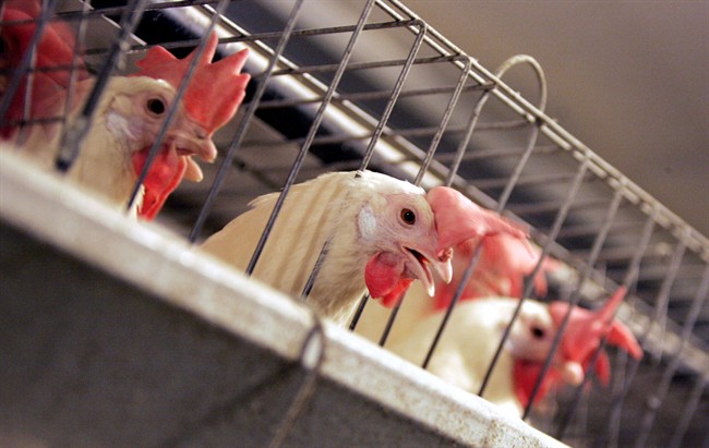 FILE PHOTO: The BC SPCA is appealing to the provincial government to adopt standards that already exist for domesticated animals, to be applied to farm animals.