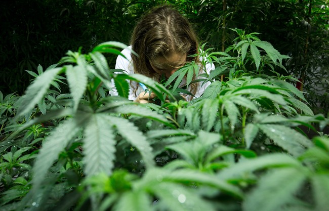 Medical marijuana plants
