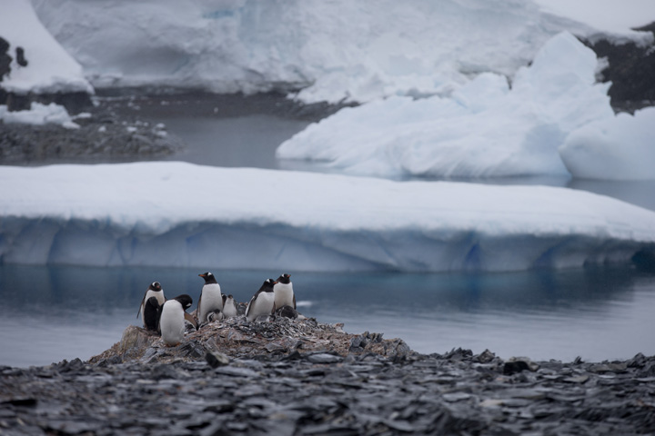 Gentoo penguins stand on rocks near the Chilean station Bernardo O'Higgins, Antarctica, on Jan. 22, 2015.