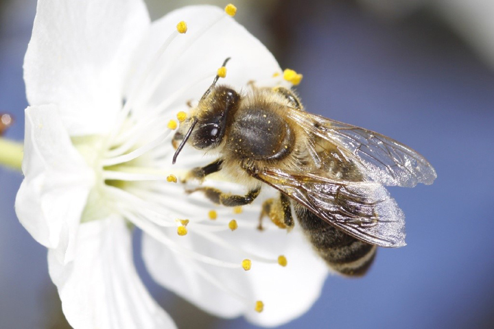 On Monday, the provincial government announced its Pollinator Health Action Plan.