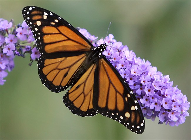 The eastern monarch butterfly could face extinction within the next 20 years, researchers of a new study say.