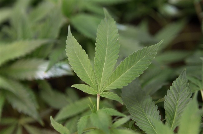 New businesses trying to get into medical marijuana production are having a tough time financing their ventures.