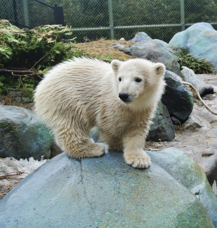 Humphrey Toronto Zoo