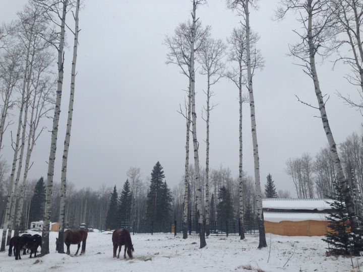 Wild horses