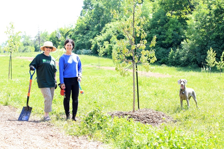 TD Green Streets volunteers participating in tree planting in Beaconsfield’s garden Fresh Meadows.