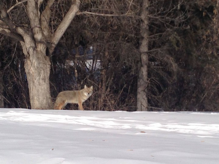The City of Saskatoon issued a safety reminder to the public about coyote sightings during the winter season.