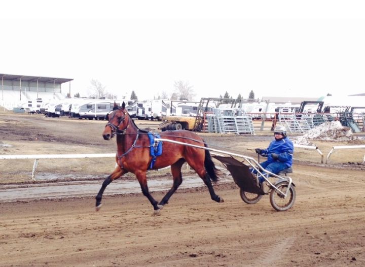 Horse racing Casino Downs