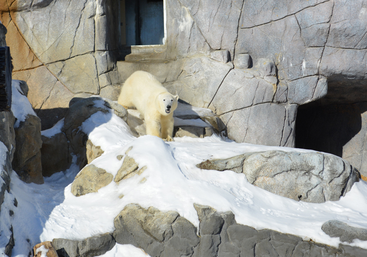 Humphrey Assiniboine Park Zoo polar bear