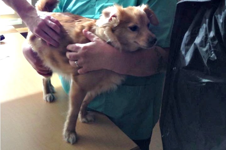 The Paws for Hope Animal Foundation is running a special veterinary clinic -- just for the animals of people living at Vancouver's Dr. Peter Centre. 