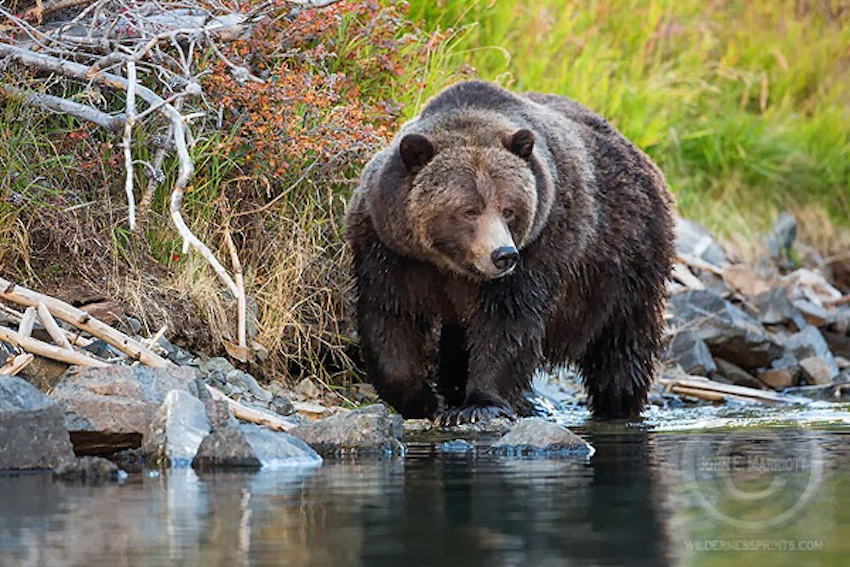Big Momma. Photo by John E. Marriott.