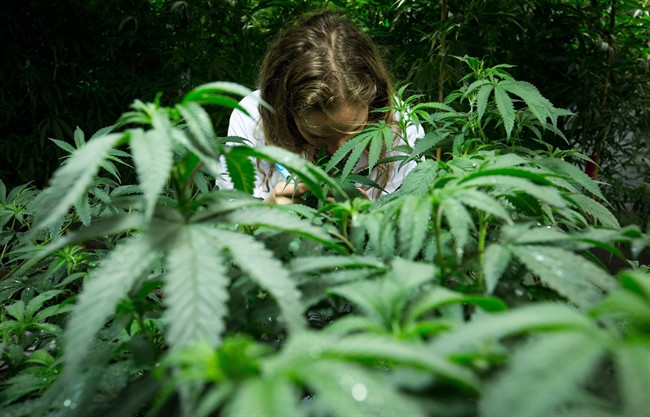 Feds condemn Vancouver rules on medical pot - image