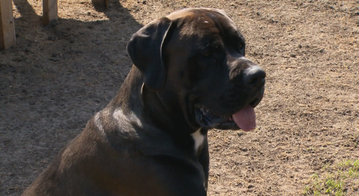 What are things pet owners can do to keep their furry family members from going missing and what are the steps to take when it does happen.