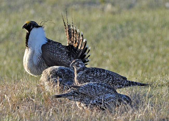 The SSGA and Parks Canada hope a unique project will help restore the habitat for three at-risk species, including the greater sage grouse.