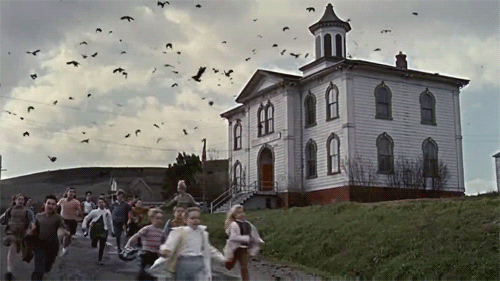 Quick errand trip leads to dozens of birds taking over man’s living room - image