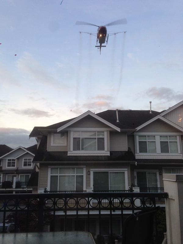 No more gypsy moth spraying in Surrey and Delta for now: Ministry - image