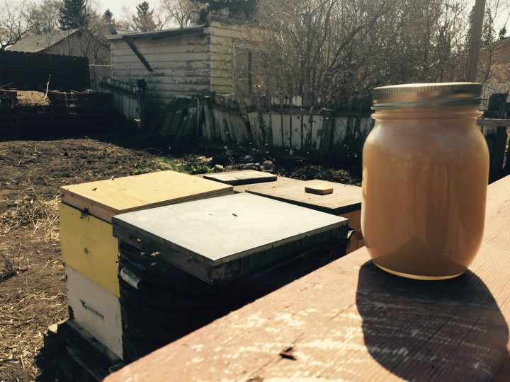 The urban buzz about bees in Saskatoon - image